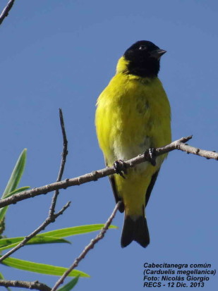 Cabecitanegra común/Hooded Siskin