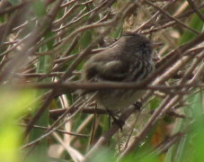 Cachudito pico amarillo/Yellow-billed Tit-Tyrant