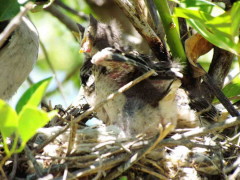 Calandria-grande/Chalk-browed Mockingbird