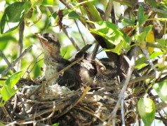 Calandria-grande/Chalk-browed Mockingbird