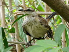 Calandria-grande/Chalk-browed Mockingbird