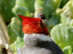 Cardenal común/Red-crested Cardinal