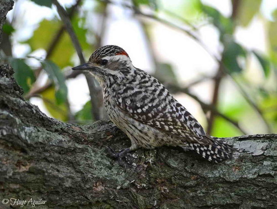 Carpintero bataraz chico/Checkered Woodpecker