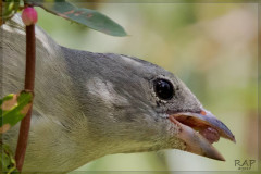 Celestino/Sayaca Tanager