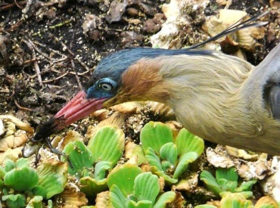 Chiflón/Whistling Heron