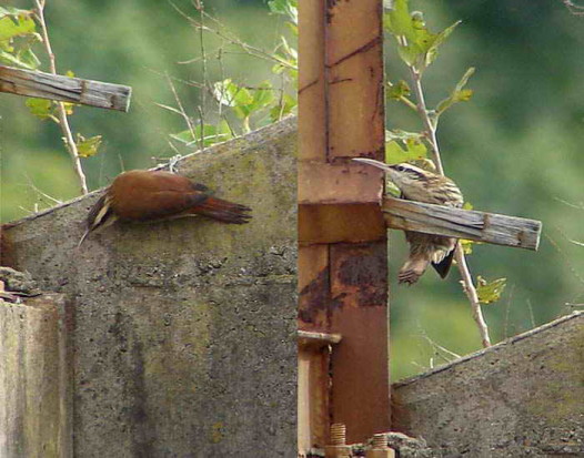 Chinchero chico/Narrow-billed Woodcreeper