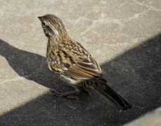 Chingolo/Rufous-collared Sparrow