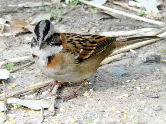 Chingolo/Rufous-collared Sparrow