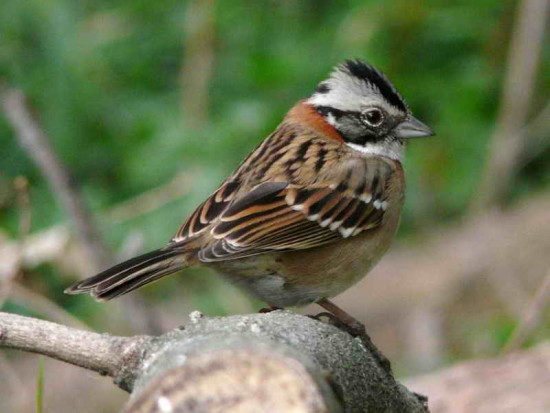 Chingolo/Rufous-collared Sparrow