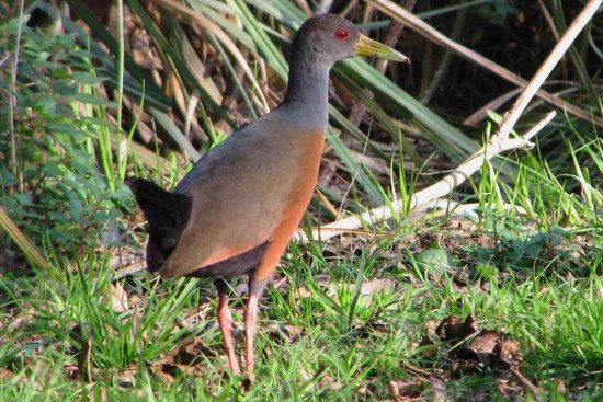 Chiricote/Grey-necked Wood-Rail