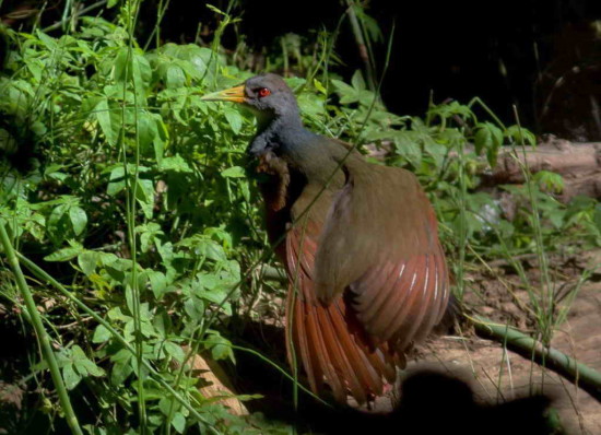 Chiricote/Grey-necked Wood-Rail