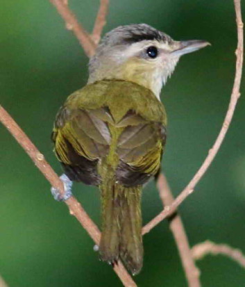 Chiví común/Red-eyed Vireo