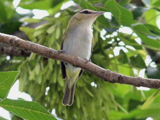 Chiví común/Red-eyed Vireo