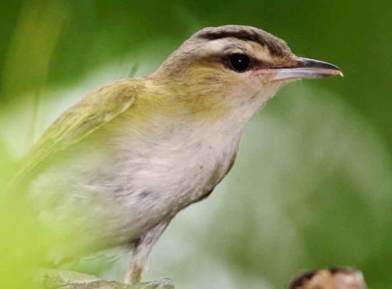 Chiví común/Red-eyed Vireo