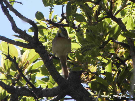 Chotoy/Chotoy Spinetail