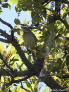 Chotoy/Chotoy Spinetail