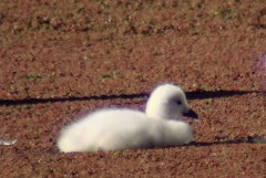 Cisne cuello negro/Black-headed Swan