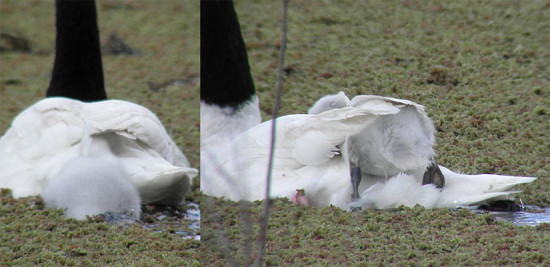 Cisne cuello negro/Black-headed Swan