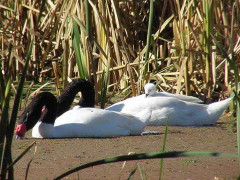 Cisne cuello negro/Black-headed Swan