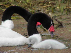 Cisne cuello negro/Black-headed Swan