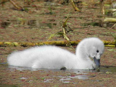 Cisne cuello negro/Black-headed Swan