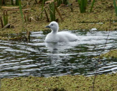 Cisne cuello negro/Black-headed Swan