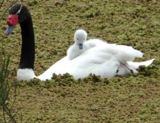 Cisne cuello negro/Black-headed Swan