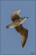 Gaviota cocinera/Kelp Gull