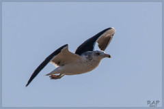 Gaviota cocinera/Kelp Gull