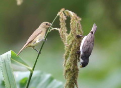 Corbatita común/Double-collared Seedeater