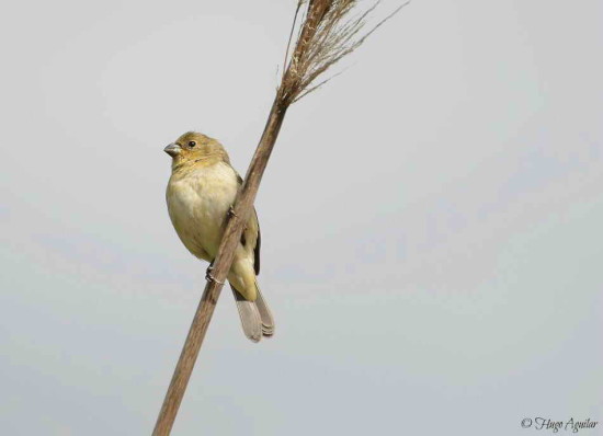 Corbatita común/Double-collared Seedeater