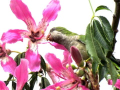 Cotorra/Monk Parakeet