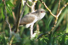 Cuclillo chico/Ash-coloured Cuckoo