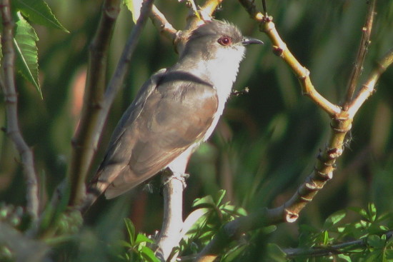 Cuclillo chico/Ash-coloured Cuckoo