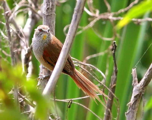 Curutié ocráceo/Sulphur-bearded Spinetail