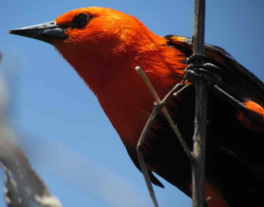 Federal/Scarlet-headed Blackbird