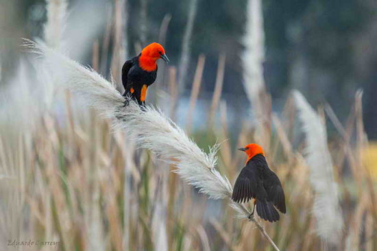 Federal/Scarlet-headed Blackbird