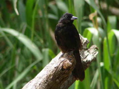 Frutero negro/White-lined Tanager