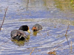 Gallareta chica/White-winged coot