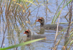 Gallareta chica/White-winged coot