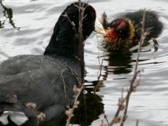 Gallareta chica/White-winged coot