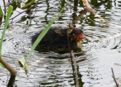 Gallareta chica/White-winged coot