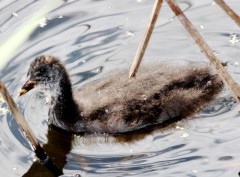 Gallareta escudete rojo/Red-fronted Coot