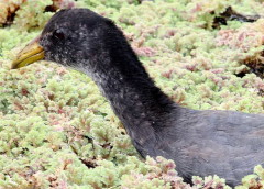 Gallareta escudete rojo/Red-fronted Coot