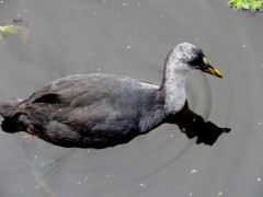 Gallareta ligas rojas/Red-gartered Coot