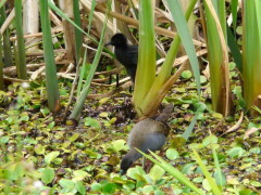 Gallineta común/Plumbeous Rail