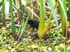 Gallineta común/Plumbeous Rail