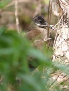 Gallineta común/Plumbeous Rail