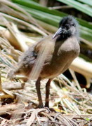 Gallineta común/Plumbeous Rail