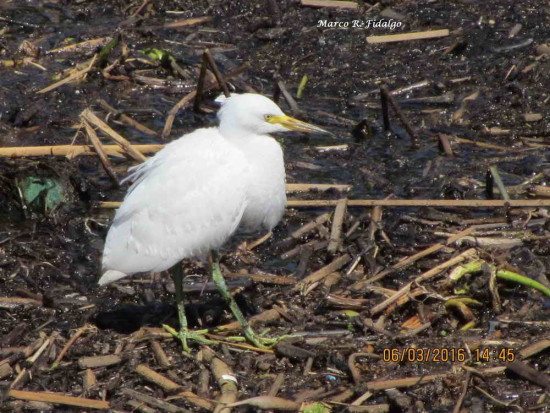 Garcita blanca/Snowy Egret